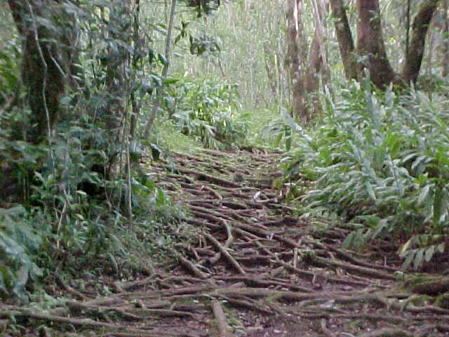 Aihualama Trail
